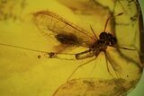 Fossil Mayfly (Ephemeroptera) & Fly (Diptera) In Baltic Amber #84585-1